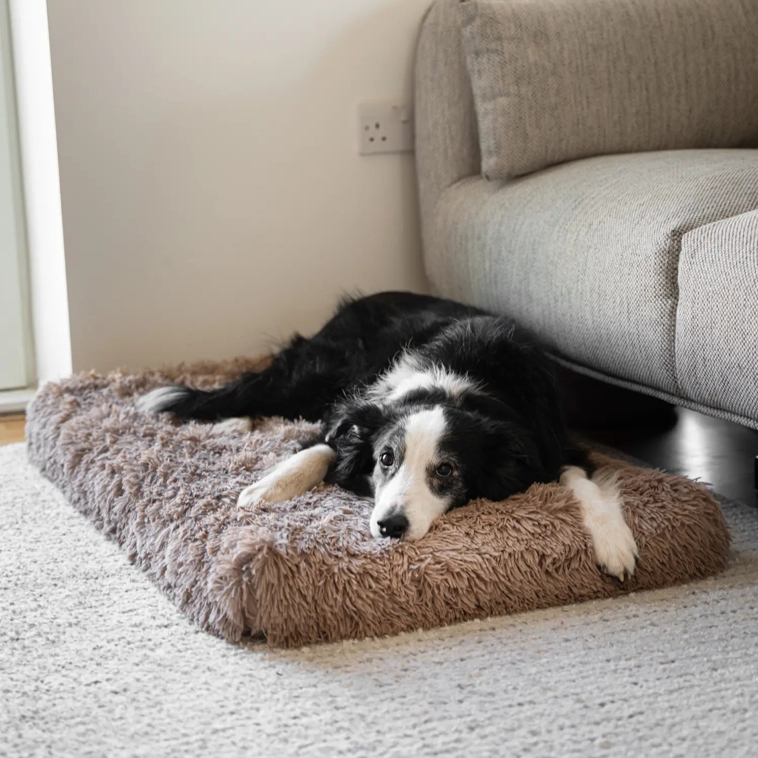 Border collie resting on a plush PoochBud orthopedic dog bed in a sunlit living room